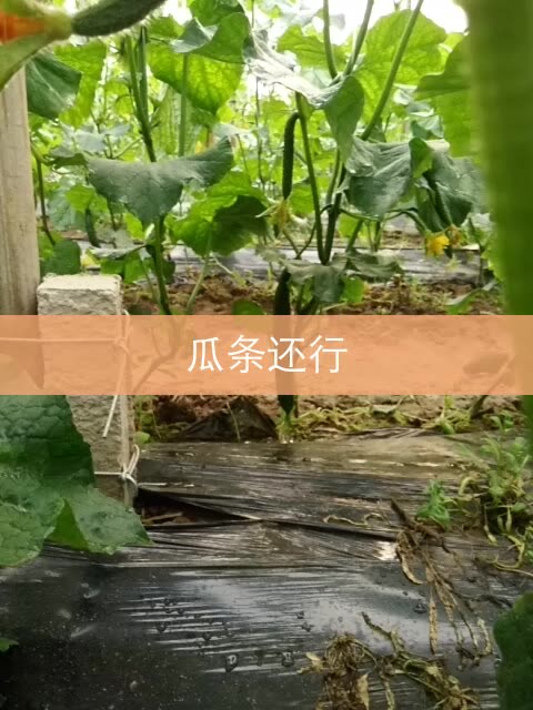 快手怎么上热门榜技巧_快手热门技巧_快手热门歌曲